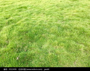 绿色的草坪背景高清图片下载 红动网